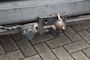 Ford Transit 260S 2.2 TDCI FIRST EDITION / DUBBELE CABINE / LMV / NAVI / TREKHAAK /