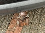 Ford S-Max 2.0 Titanium 7p. ECC-AIRCO/NAVI/CRUISE
