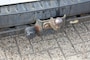 Ford Transit Custom 270 2.2 TDCI L1H1 TR / CRUISE / BLUETOOTH