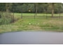 Volkswagen Touareg 4.0 TDI R-Line 422PK V8 , Panoramadak, Luchtvering, Dynaudio, HUD, Trekhaak