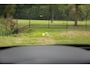 Kia Sorento 1.6 T-GDI Hybrid 2WD ExecutiveLine 7p. , Panoramadak, Trekhaak, Memory, Bose,