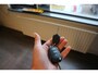 Peugeot 208 1.0 PureTech Access / 1e EIG / DEALER ODH / NAP / TOP DEAL ! ! !