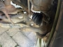 Nissan Pixo 1.0 Acenta Deze auto heeft rondom schade, maar de motor en versnellingsbak zijn in goede staat.