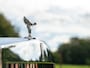 Rolls-Royce Phantom 6.7 V12