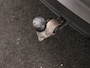 Volvo C40 TWIN MOTOR INTRO EDITION HARMAN KARDON 20INCH