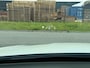 Mercedes-Benz GLC AMG 43 4MATIC | 3/6/12MND GARANTIE | KUIPSTOELEN | BURMESTER | MEMORY | PANO | ACC | STANDKACHEL | 360 CAMERA | BOMVOL | TREKHAAK |