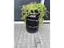 Kia Soul 1.6 X-tra