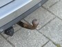 Opel Zafira 1.8 Cosmo (INRUILKOOPJE)
