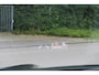 Toyota Yaris Cross 1.5 Hybrid Dynamic Special | Rijklaar | Head Up | Stoel-/stuurverw. | LED | Keyless | Apple/Android | All-season