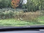 Hyundai Santa Fe 1.6 T-GDI HEV Premium 7p.