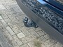 Ford Fiesta 1.25 5-drs Titanium '' Trekhaak - Allseasonbanden - Airco - NW DB-riem ''