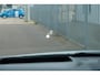Nissan Qashqai 1.3 MHEV 158pk Xtronic Tekna Plus | Navi | Trekhaak | Adaptive Cruise | 360° Camera | Leder | Head-up Display | Panoramadak | 19" velgen