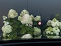 Mercedes-Benz GLE 350 e 4MATIC Premium Plus | AMG | PANO | 360 | HUD