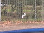 Nissan Qashqai 1.3 MHEV Xtronic Tekna Plus | Panorama Dak | Dodehoekdetectie | Automaat | Trekhaak | Navigatie | 360 Camera | Head-up display | stuur verwarmd | Voorstoelen verwarmd | Leer | BOSE | Verwarmde voorruit
