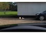 BMW 4-Serie Cabrio 428i High Executive |Harman/Kardon |Nekverwarming |Stuurwielverwarming