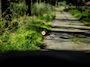 Audi Q7 55 TFSI e quattro Pro Line S | S-Line | B&O | Luchtvering | 360 camera | Eerste Eigenaar