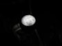Kia Picanto 1.0 DPi DynamicLine All Season Banden | 1e Eigenaar | Volledig Onderhoud Bekend | Achteruitrij Camera | Cruise Control | Apple Carplay/Android Auto |