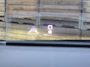 Citroën E-C4 You 50 kWh Pano HUD PDC Leder Navi Camera LM SOH 90% 18"LM