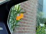 Volkswagen Polo 1.0 TSI 85kW Highline Panorama - Led - Carplay