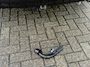 Toyota RAV4 2.5 Plug-in Hybrid AWD Bi-Tone Plus Trekhaak Stoel Verwarming Koeling Hud 360 Camera