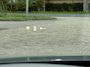 Mazda 3 2.0 SA-G Comf. Bose Leer Trekhaak 18"velgen