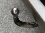 Peugeot 207 SW 1.6 VTi XS | APK 18-04-2027 | Inruilkoopje | Lees Tekst