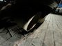 Volkswagen T-Roc 2.0 TSI 4Motion R Pano|Akra|Beats|Volleder
