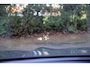 BMW X5 xDrive45e High Executive M-Sport | Pano | HUD | H&K | 360 | ACC | Laser | Carbon | Elektr. trekhaak | 22 inch | Stuurwielverwarming | Keyless | Alarm kl.3 | Etc.