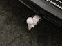 Volvo EX40 EXTENDED RANGE PLUS 19INCH TREKHAAK GOOGLE MAPS HARMAN KARDON