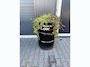 Renault Twingo 1.2 16V 143.000 KM !! APK NIEUW !!!