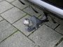 Land Rover Discovery Sport P300e 1.5 SE 309 Pk Automaat Navi / DAB / Apple Carplay / Leder / Camera