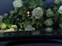 Audi RS3 A3 Sportback 2.5 TFSI quattro | Kuip | Pano | Carbon