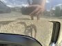 Citroën C4 Cactus 1.2 110PK Business Navi/Carplay/PDC